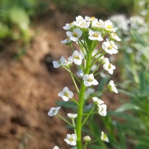 Grant Wallace Farm, Wholesale Edible Flowers and Herbs