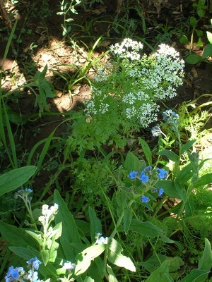 Wildwood Naturals