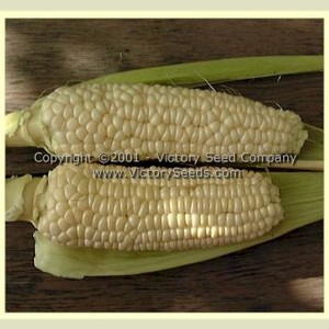 Stowell's Evergreen Sweet Corn