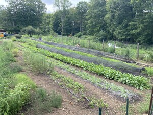 Mon Soleil Market Garden