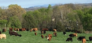 Green Acres Farm