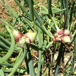 O.G. Roots Produce