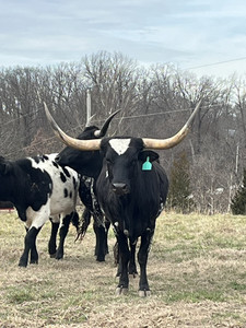 Heritage Texas Longhorn