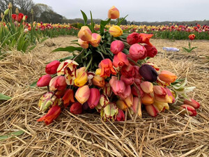Wicked Tulips Flower Farm