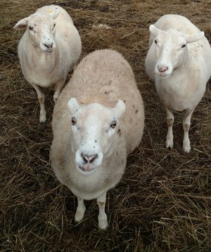 Ben Wever Farm
