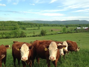 Grassroots Farm