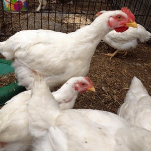 Refuge Farm