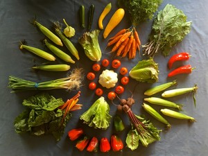 Wild Hill Farm
