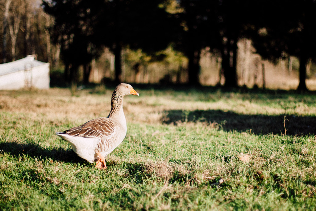 Pilgrim Goose - The Livestock Conservancy