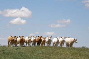 Colorado's Best Beef Company