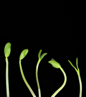 Jubilee Urban Farms LLC
