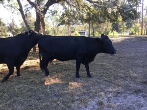 Outpost Ranch