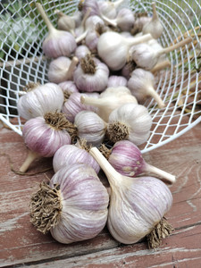 Cloves and Curls Gourmet Garlic