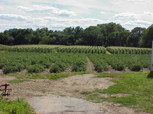 Bella Farms