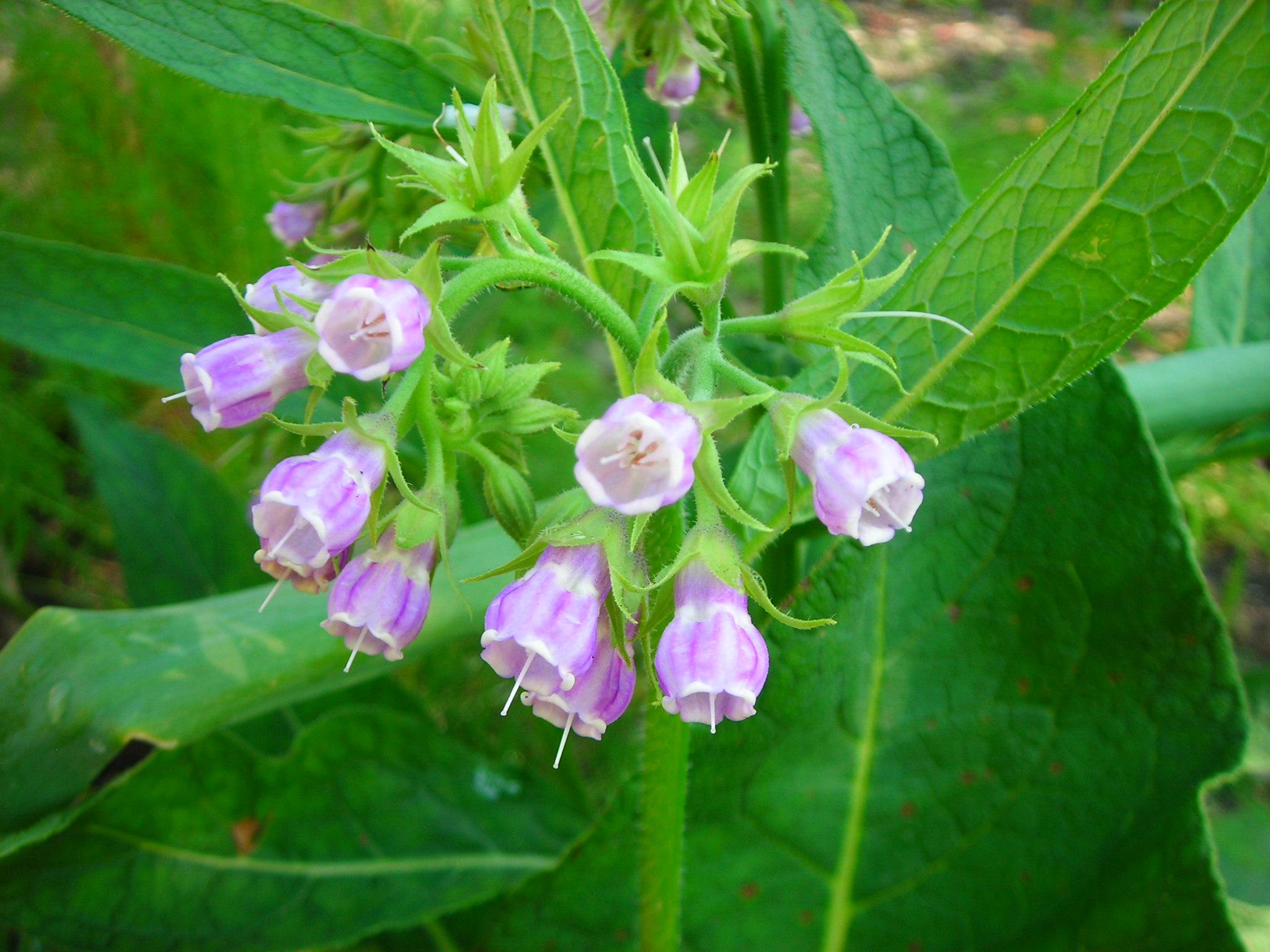 Comfrey.JPG