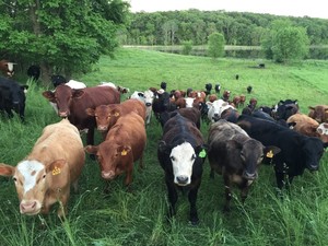 Thousand Hills Lifetime Grazed