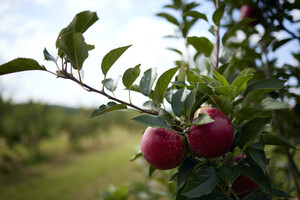 Stone Tavern Orchards