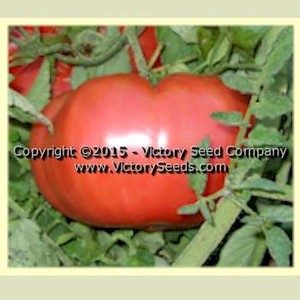 Salzer's Ferris Wheel Tomato
