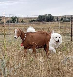 High Prairie Lamanchas