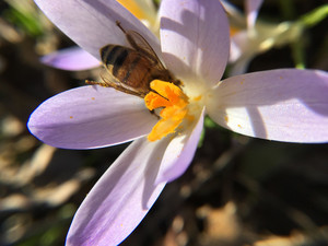 Gentle Bee Honey