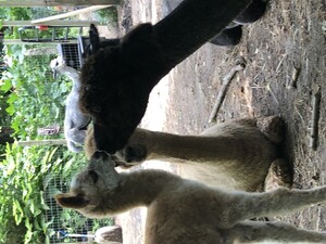 Child's Play Alpaca