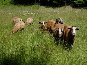 Bush Creek Farm
