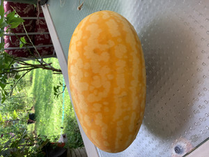 Yellow-Meated Watermelon