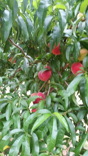 Peachy Page Farm