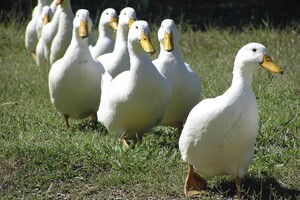 Pekin View Farm
