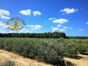 Woodpecker Trail Olive Farm