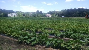 Bartlett's Family Garden & Market