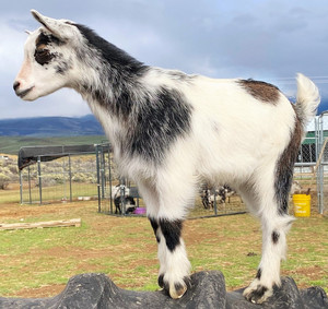 Auspuffanlagen Ranch