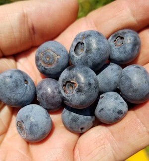Thrash's Berry Farm