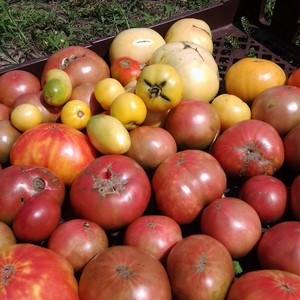 Chesterfield Heirlooms