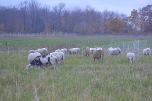 Toboggan Hill Farm