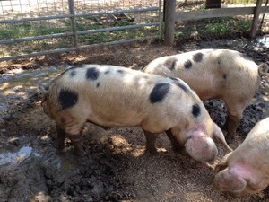 Flying Pony Farm