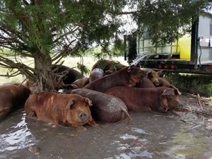 Nors Brothers Farm
