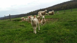 Tis Well Farm