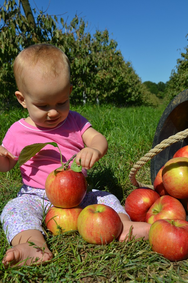 Weavers Orchard Localharvest 6176