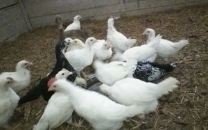 Palm lake farm