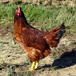 Rhode Island Red Chicken, 