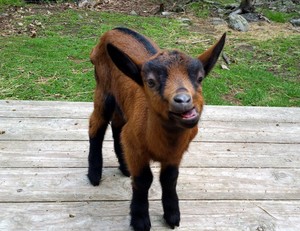 Herut Farm