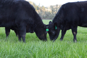 Verdant Hills Farm