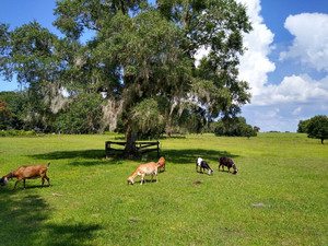 Sweet Briar Farm Dairy Goats