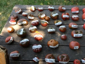 Rolling Prairie Acres Garlic