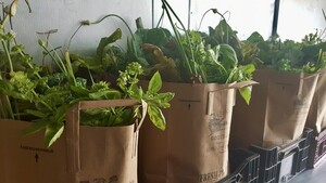 Roots & Wings Farm and Garden