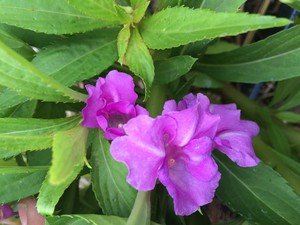 Reverie Farm LLC