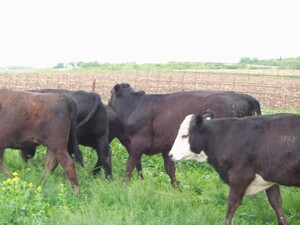 Beuter Farm