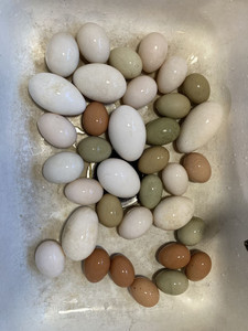 Good Feather Farm