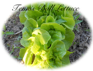 Tennis Ball Lettuce